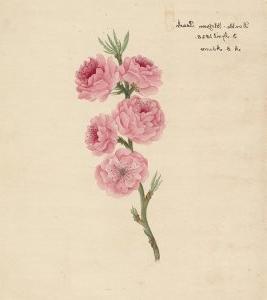 Double-Blossom Peach” by A. S. Adams